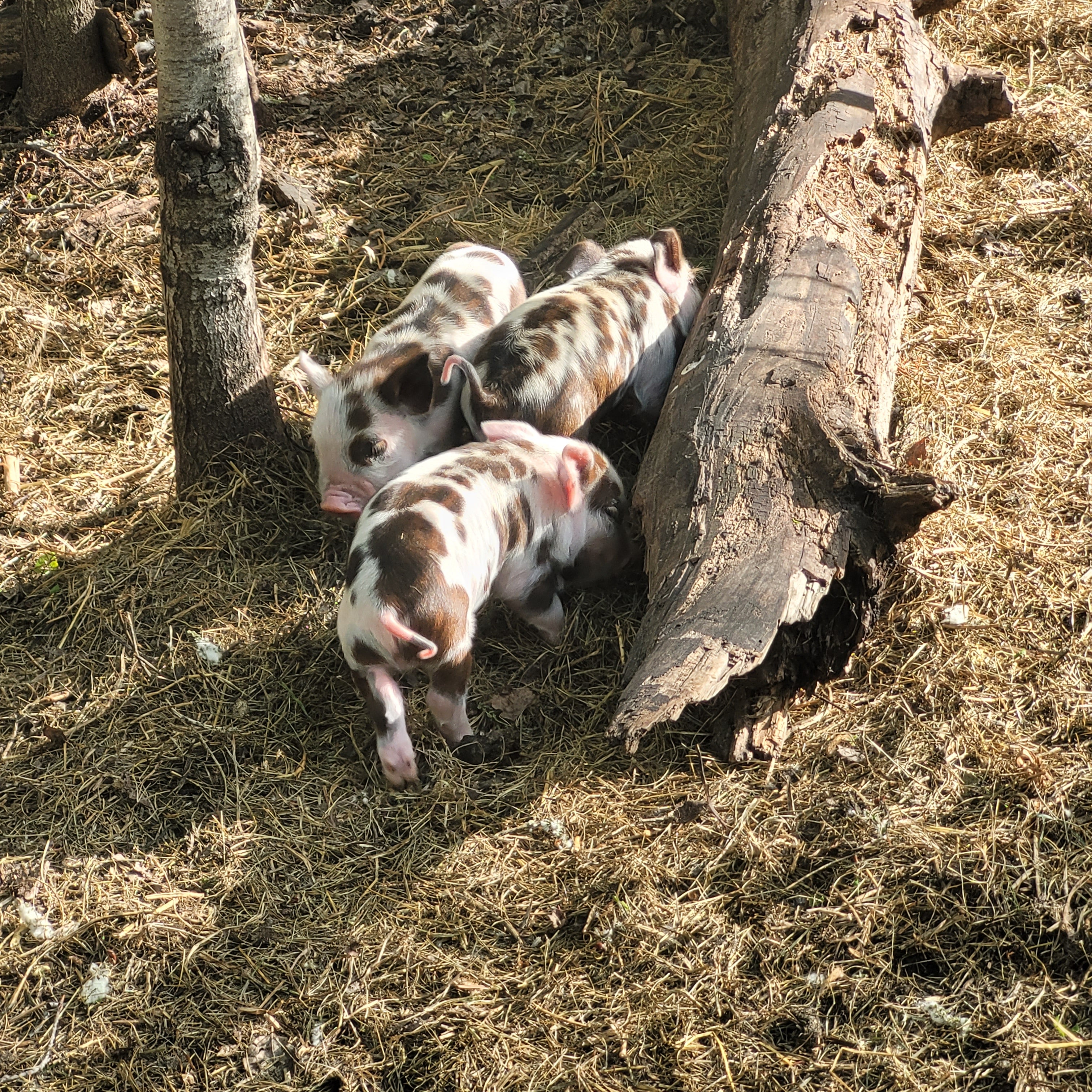 KuneKune piglets - Barriault Ranch
