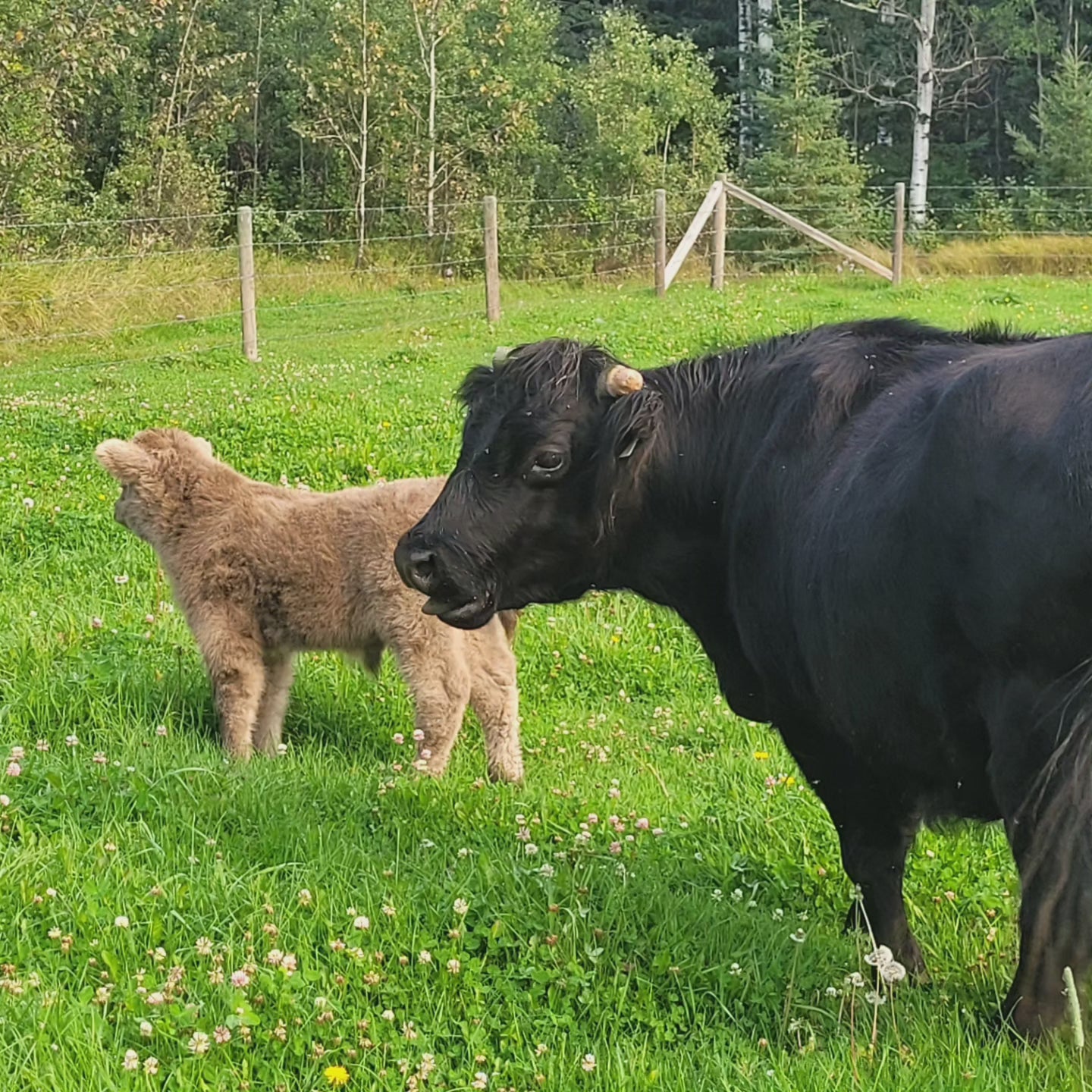 Roxy and calf - Barriault Ranch