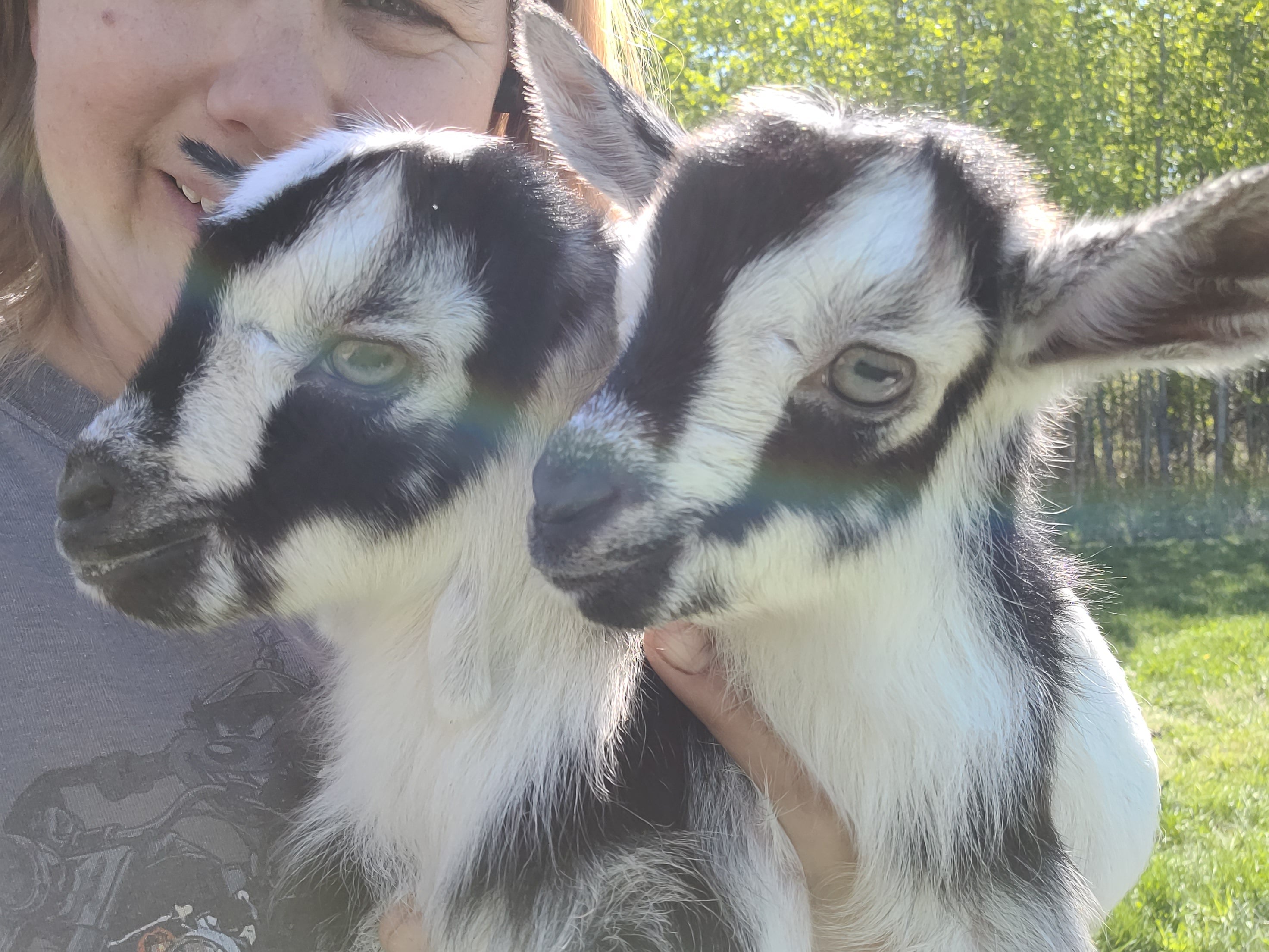 Pygmy buckling - Barriault Ranch
