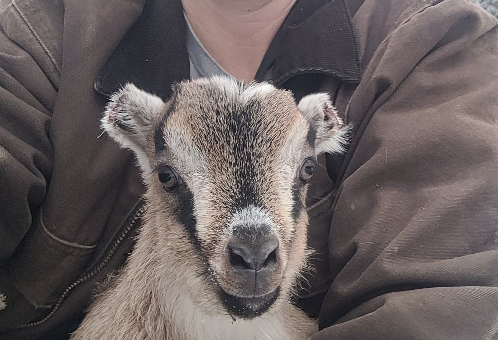 Pygmy Doeling - Barriault Ranch