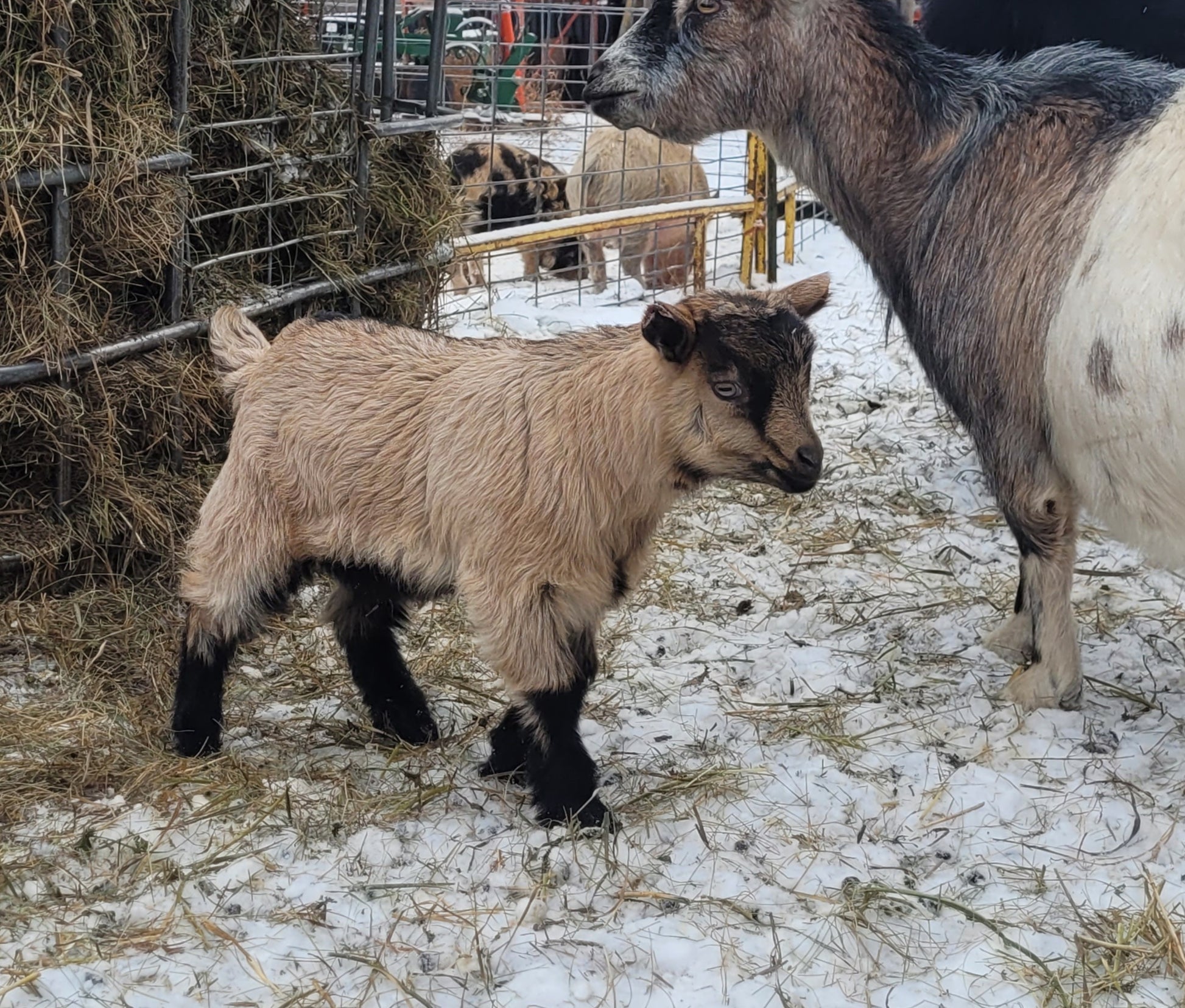 Pygmy Doeling - Barriault Ranch