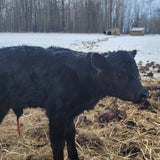 Dexter heifer calf - Barriault Ranch