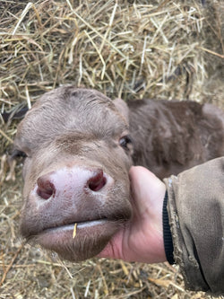 Dexter heifer calf - Barriault Ranch