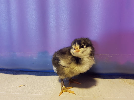 Orpington chicks. Black, blue, chocolate and lavender mixlivestock- Barriault Ranch