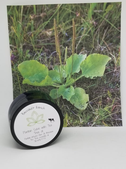 Plantain Salve w/tea tree oil - 2 ozSalves- Barriault Ranch