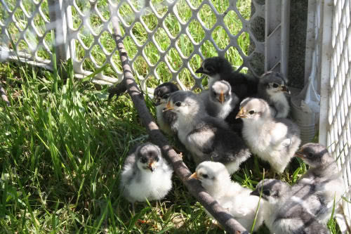 Hatching eggs - Black/Blue/ lavender and chocolate orpingtonlivestock- Barriault Ranch